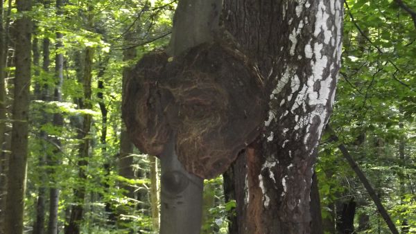 Ojcowski Park Narodowy - Ciekawe drzewo poza szlakiem turystycznym